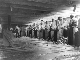 Photo of Oyster Workers, 1894.  